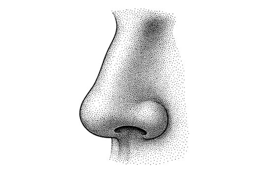 Detailed stippled ink illustration of a human nose in profile view, showing the nasal bridge, tip, and nostril with precise dot shading and anatomical contouring for study or art.