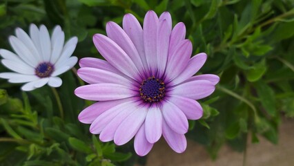 Fototapeta premium Purple and white African daisy flowers growing in garden with green leaves in spring