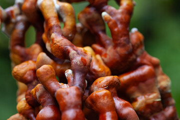 Reishi mushroom - fruiting body of Ganoderma multipileum medicinal fungi, used in traditional Chinese medicine.