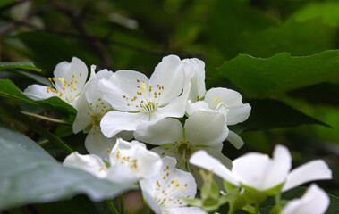 Obraz premium Blooming White jasmine shrub on a green leaves background. Jasmine flowers. Beautiful garden shrub.