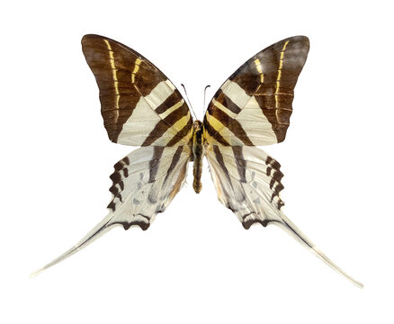 Black and white Graphium Androcles Swordtail Swallowtail Indonesia Butterfly isolated on a white background with clipping path. Top view. Flatlay. Beautiful butterfly for design.