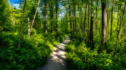 Obraz premium Serene forest trail under lush green canopy