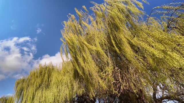 Hanging Weeping Willow Branches Under Bright Spring Sky