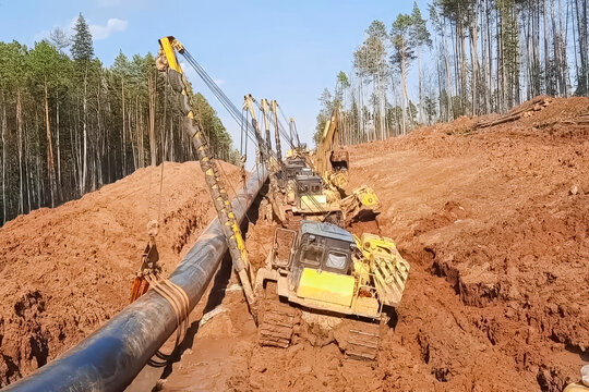 Pipelayer laying pipeline in trench, construction gas pipeline among forest