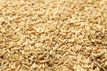 Natural oat grain as background, closeup view