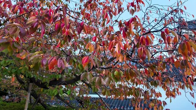 Japanese garden with autumn colors and sculpted trees in November