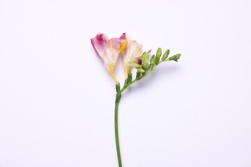 Obraz premium Bright freesia flowers on white background, top view. Spring greeting card