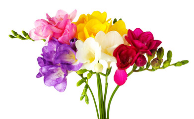 Many beautiful freesia flowers isolated on white