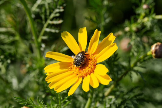 The bug (Oxythyrea funesta) pollinates a flower close-up