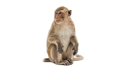 A light brown macaque monkey sitting calmly and looking attentively to the side, isolated PNG on a clean transparent background, wildlife animal portrait © Hans
