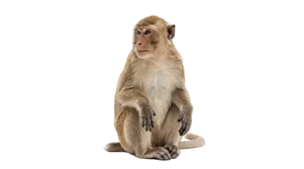 Rollo ohne bohren Affe A light brown macaque monkey sitting calmly and looking attentively to the side, isolated PNG on a clean transparent background, wildlife animal portrait  © Hans