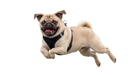 Energetic fawn pug dog with black harness jumping mid-air, happy and playful, isolated PNG on...