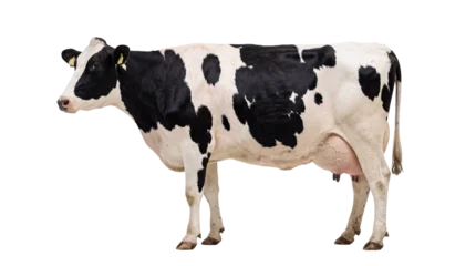 Fotobehang Koe Black and white Holstein dairy cow, full body, standing calmly with ear tags, isolated on a transparent background, for farm animal designs PNG  © Hans