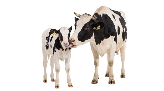 Holstein-Friesian mother cow licking her adorable calf, a tender moment of maternal care isolated on transparent background, farm animal PNG