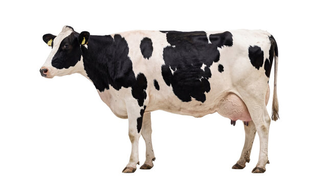 Black and white Holstein dairy cow, full body, standing calmly with ear tags, isolated on a transparent background, for farm animal designs PNG