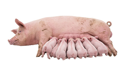 Pink mother pig (sow) nursing her adorable piglets, an isolated farm animal family scene on transparent background PNG © Hans
