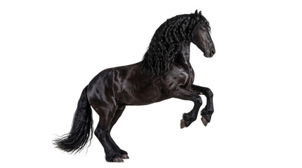 Majestic black Friesian horse rearing up with a magnificent flowing curly mane and tail, an isolated equine animal PNG on transparent background © Hans