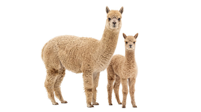 Adorable light brown adult alpaca and its fluffy baby cria standing together, isolated on transparent background, full body studio shot PNG