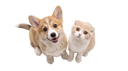Adorable Corgi puppy and Scottish Fold kitten looking up together, a charming isolated pet duo PNG on transparent background © Hans