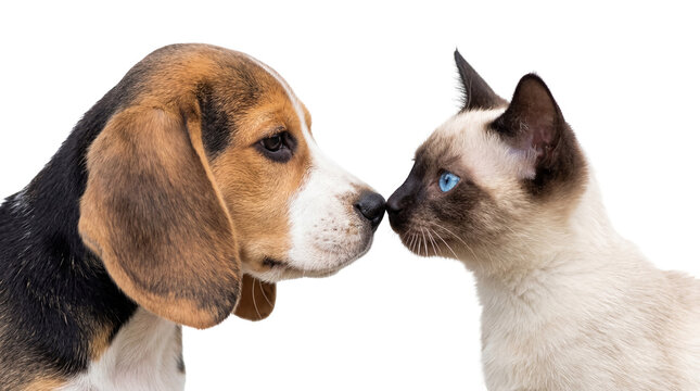 A young beagle puppy and a Siamese cat with striking blue eyes gently touching noses, an isolated PNG capturing their tender interspecies bond