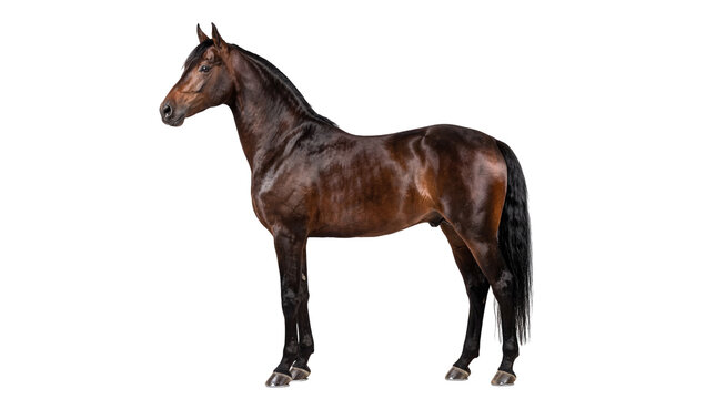 Majestic dark brown horse standing in profile, an elegant equine animal isolated on transparent background, perfect for design PNG