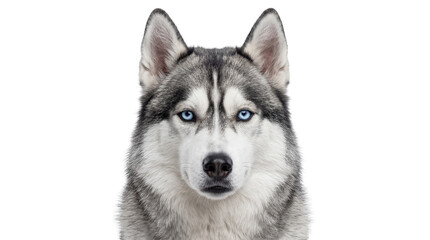Beautiful Siberian Husky dog headshot with piercing blue eyes and striking grey and white fur, isolated PNG on transparent background, studio shot © Hans