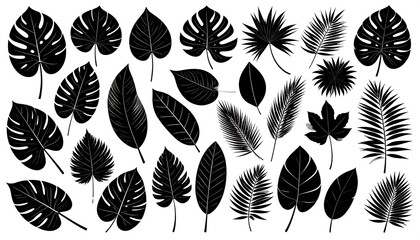 Collection of black silhouettes of tropical leaves on white background. © sumary
