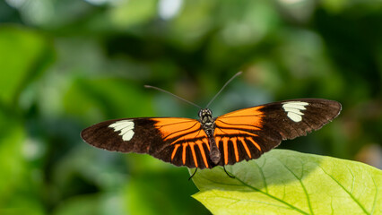 Obraz premium Tropical butterfly Heliconius with orange and black wings on a leaf with blurred bokeh background.