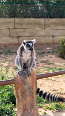 Fototapeta premium Ring-tailed lemur sitting on a stone post in a zoological park enclosure.