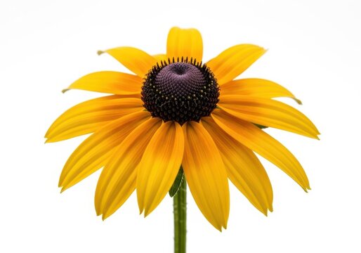 Bright yellow black eyed susan flower isolated on white studio background