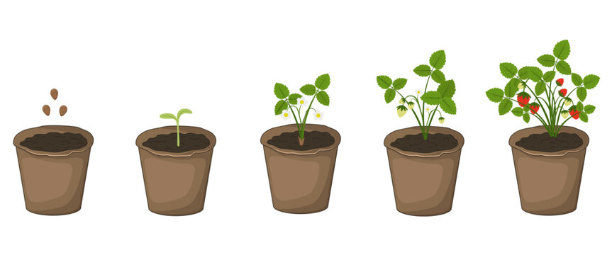 Stages of strawberry plant growth in brown peat pots from seeds to ripe berries