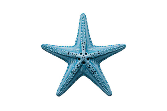 Blue starfish isolated on a transparent background, showcasing its unique epidermal texture and radial symmetry