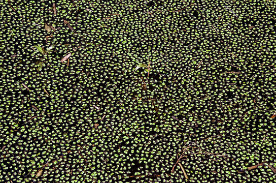 Azolla filiculoides, helecho acu&aacute;tico