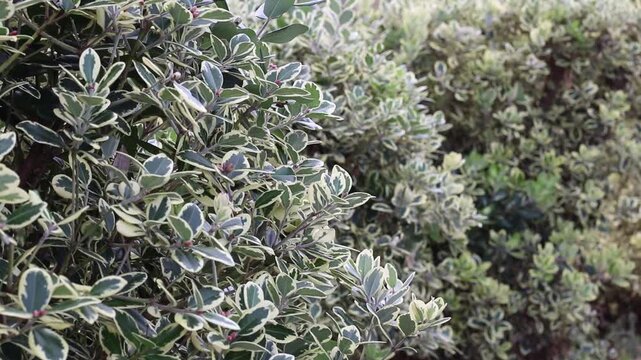Variegated metrosideros excelsa hedge gently swaying in the wind. Also known as Pohutukawa, New Zealand Christmas tree or iron tree. Shallow depth of field with soft natural garden background.