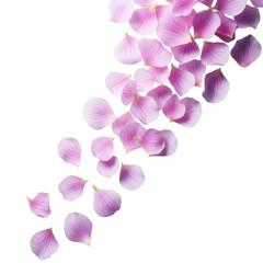 Obraz premium Translucent soft pink and light purple petals arranged in a graceful cascade, flat lay shot against a transparent studio background with ethereal lighting, concept of delicate suspension and