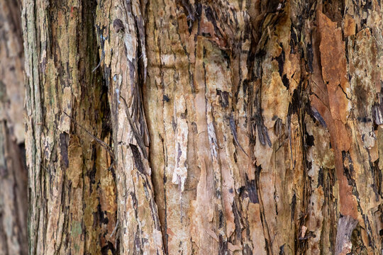 Detail of the peeling bark of the Cambuci tree (Campomanesia phaea). Ideal image for botany, natural textures and organic backgrounds.