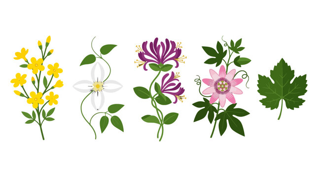 Vibrant flat design botanical illustrations featuring jasmine orange blossom honeysuckle passion flower and grape leaf.