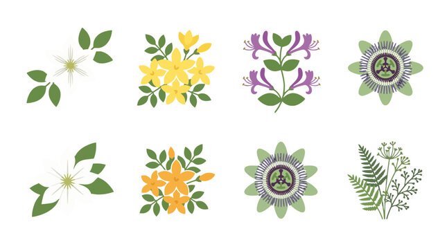Flat vector botanical illustrations white yellow orange purple flowers green leaves fern and passionflower.