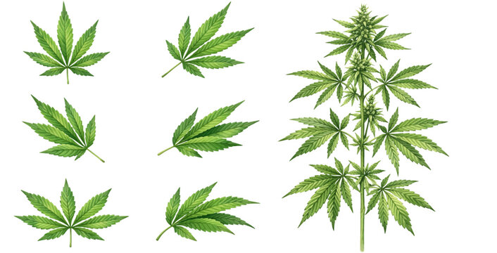 A watercolor collection of cannabis leaves and plant for botanical illustrations, herbal product packaging, natural medicine graphics, and cannabis themed designs