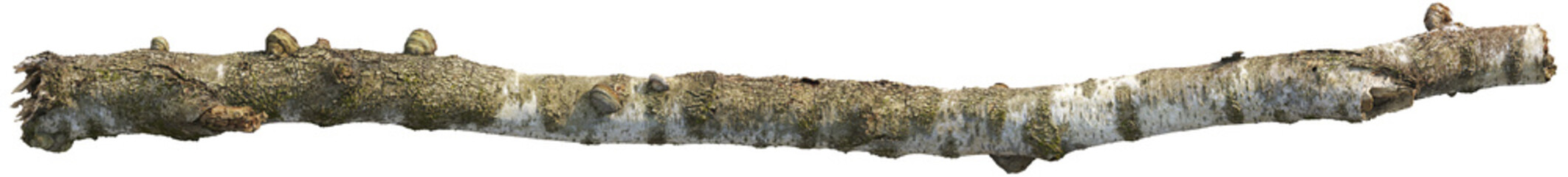 Tree branch with moss and detailed bark texture © Matheus