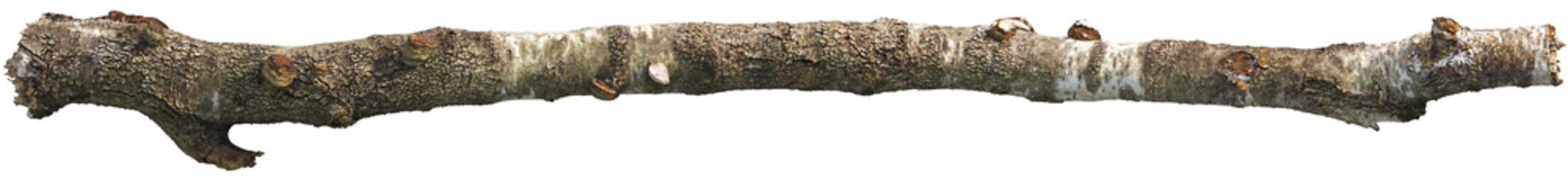 Tree branch with moss and detailed bark texture © Matheus