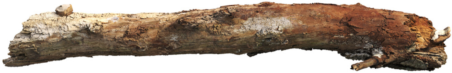 Tree branch with moss and detailed bark texture © Matheus