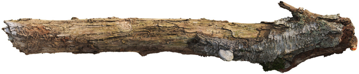 Tree branch with moss and detailed bark texture © Matheus