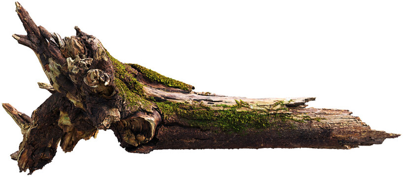 Moss-covered tree stump with exposed roots and decayed wood