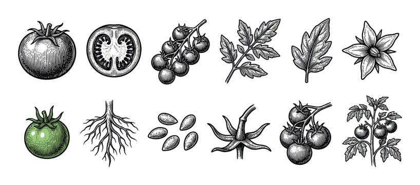 Set of tomato plant illustrations showing different parts of the plant like the fruit, flower, leaf, seed, and root in a vintage black and white engraving style