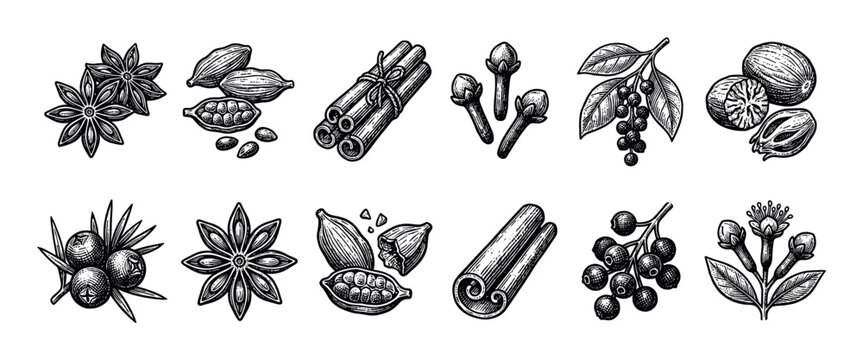 Collection of hand-drawn spice illustrations in a vintage engraving style showing cinnamon, anise, cloves, nutmeg, cardamom, juniper, and black pepper in a detailed sketch