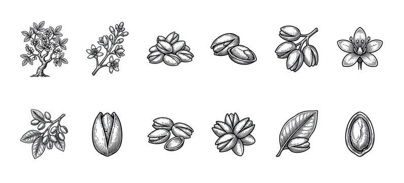 Pistachio nut and plant illustration set showing the tree, flower, leaf, and fruit in a detailed vintage black and white engraving style for botanical and food concepts