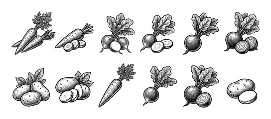 Set of hand-drawn root vegetables including carrots, potatoes, radishes, and beets in a vintage black and white engraving style, showing whole and sliced produce