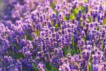 Obraz premium Lush lavender bushes covered with vibrant purple blooming flowers growing in a sunny summer garden or meadow background. Aromatic medicinal herb, herbal therapy, cosmetics, and natural wellness