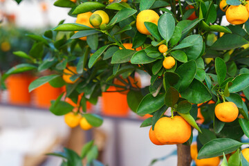 Obraz premium Branch of Calamondin orange tree Citrus microcarpa with ripe fruits growing in nursery garden center. Decorative ornamental citrus plant cultivated for indoor gardening, greenhouse, and horticulture.